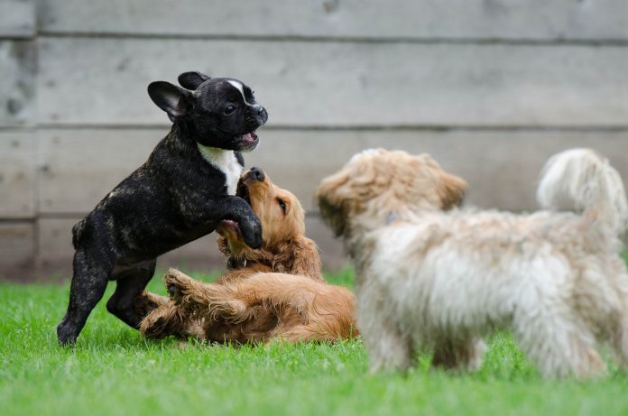 5 Best Doggy Day Care Centre in Glasgow