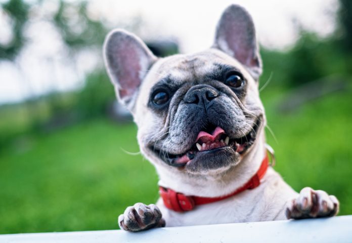 5 Best Doggy Day Care Centre in Leeds