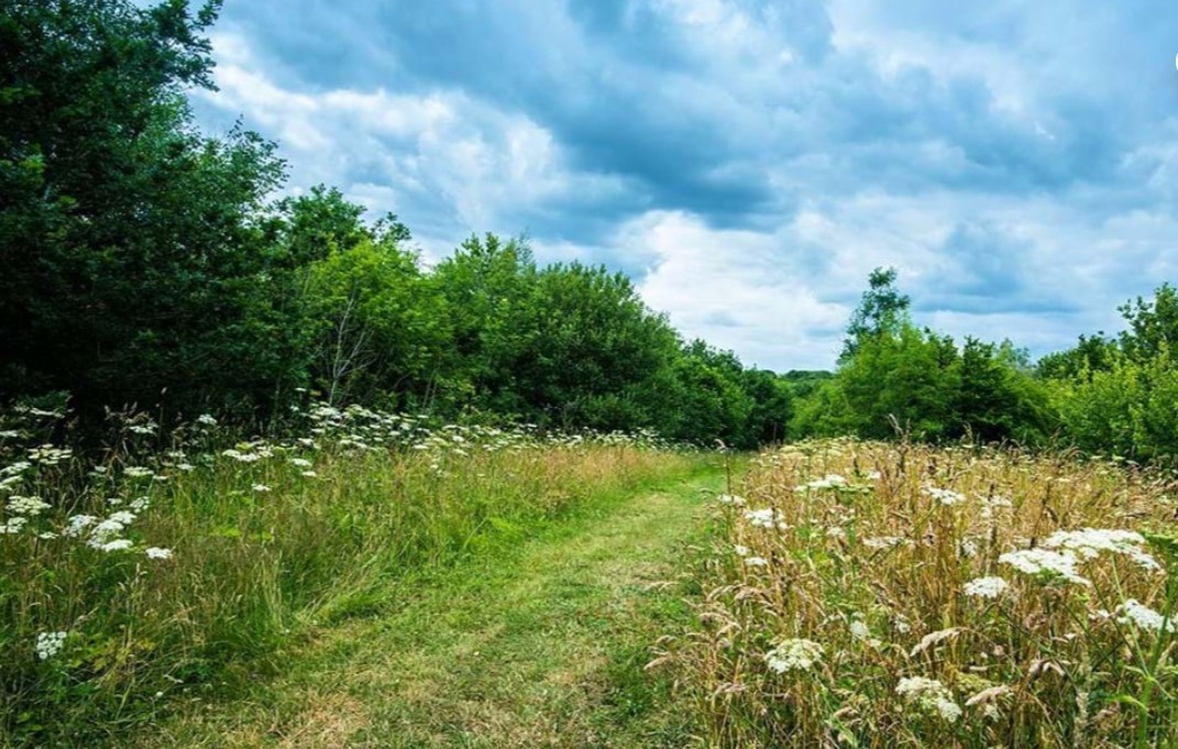 Hedley Hall Woods