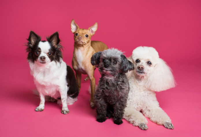 5 Best Doggy Day Care Centre in London