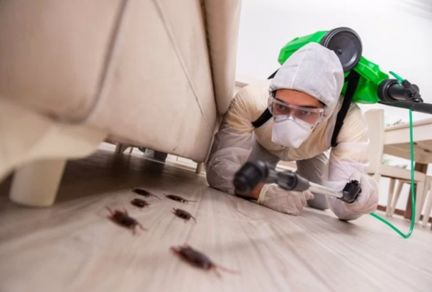 5 Best Pest Control Companies in Newcastle