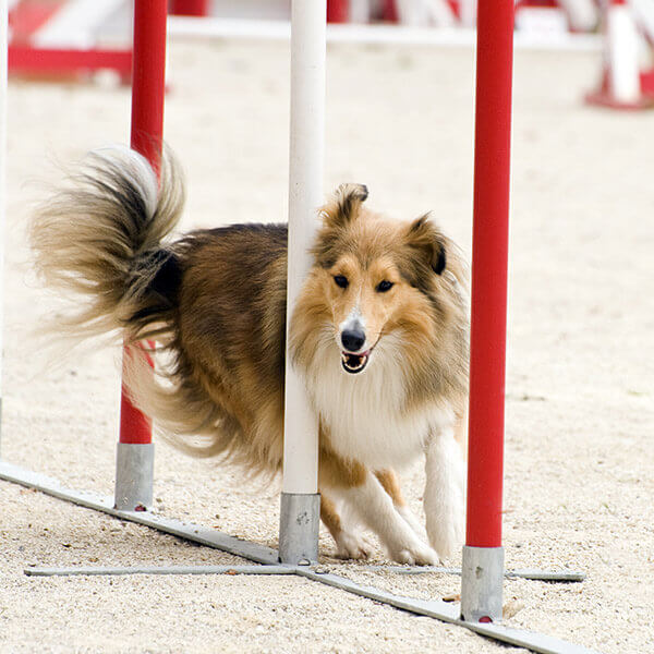 Precious Paws Doggy Day Care