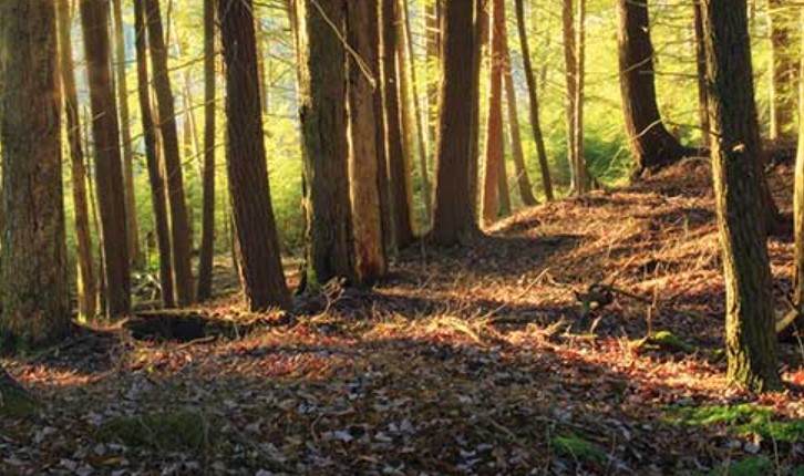 Childwall Woods