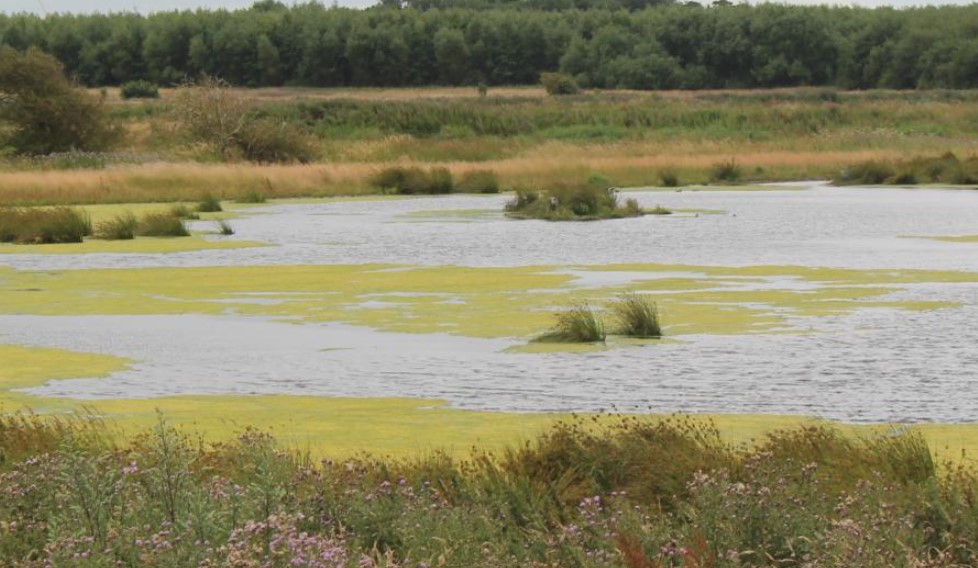 Lunt Meadows Nature Reserve