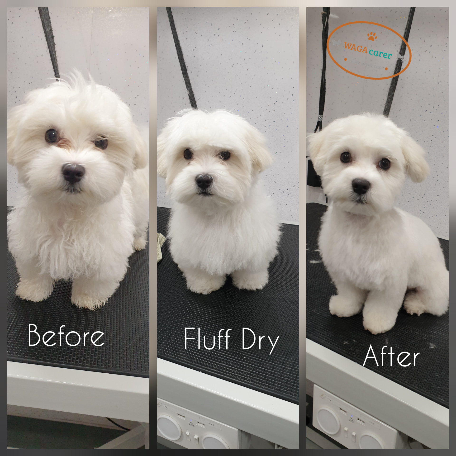 WAGAcarer Dog Grooming & Services