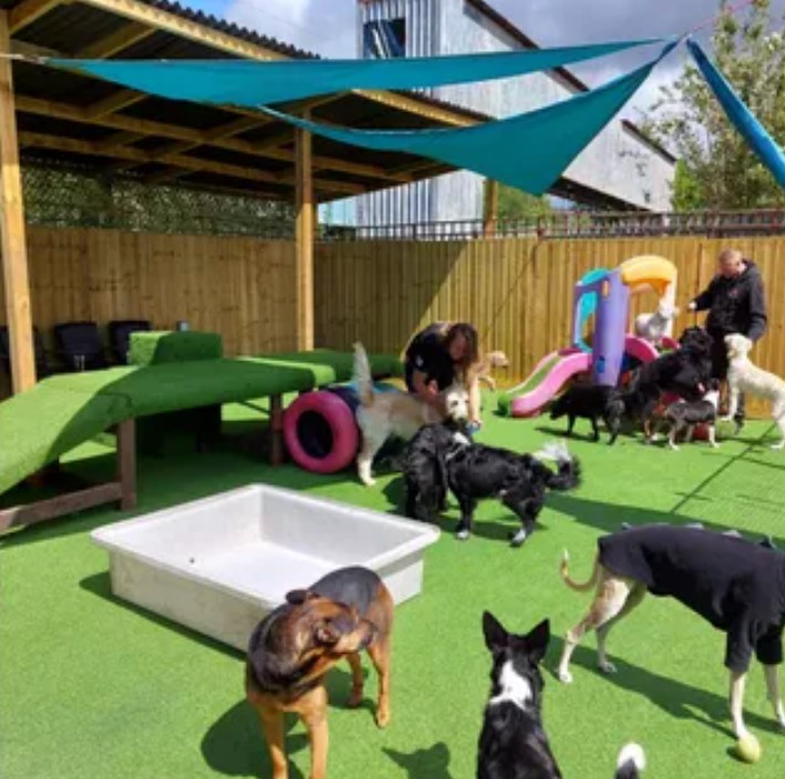Dogs and Divas Dog Daycare Trafford Park