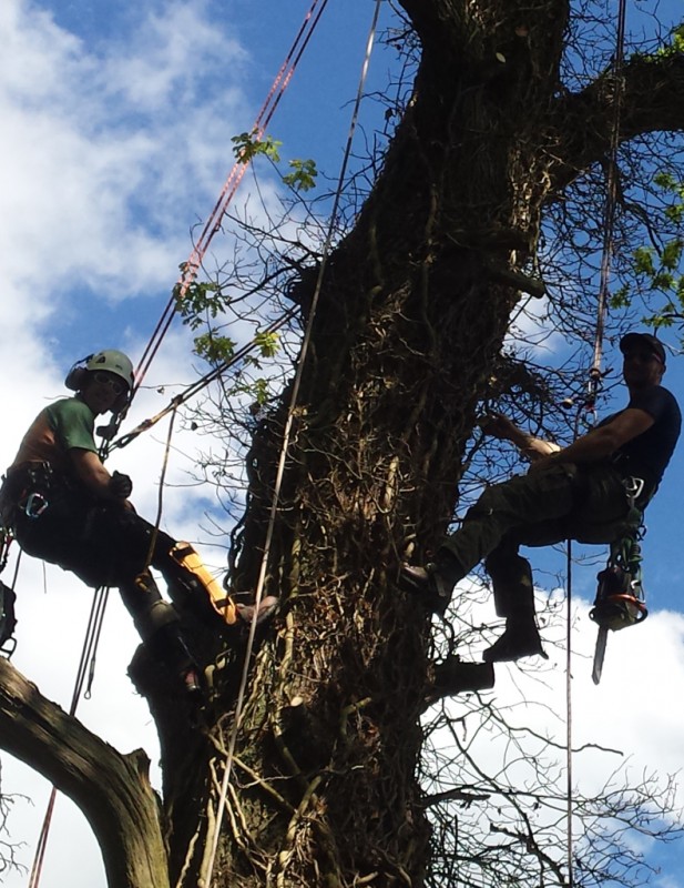 Leeds Tree Care