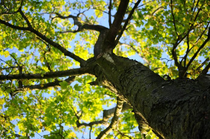 5 Best Tree Services in Manchester