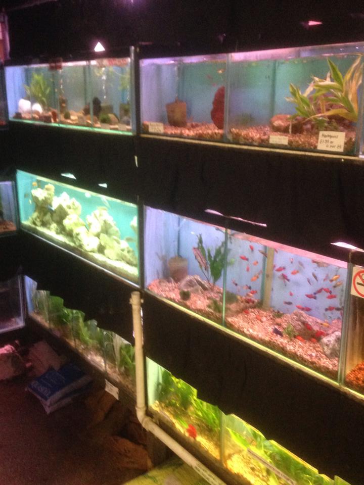 Beacon Pet Aquarium