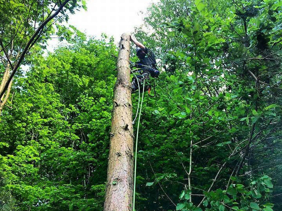 Bridgewater Tree Services