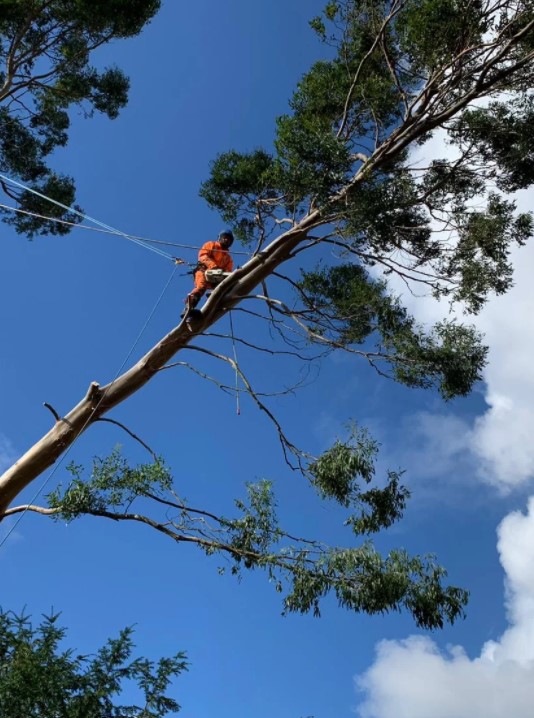 Enviro Tree Services