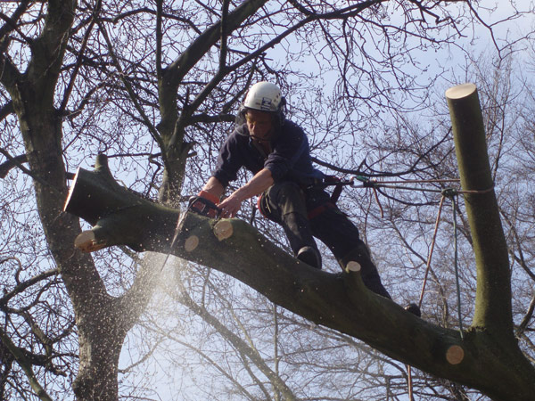 Liverpool Tree Care Services Ltd