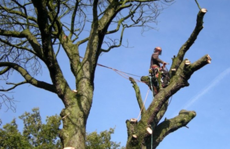 Manchester Tree Surgeon