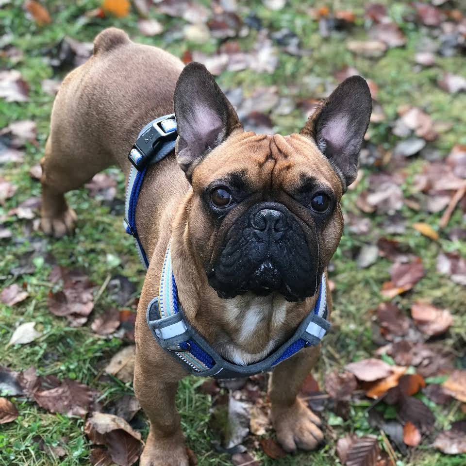 Muddy Walks Glasgow