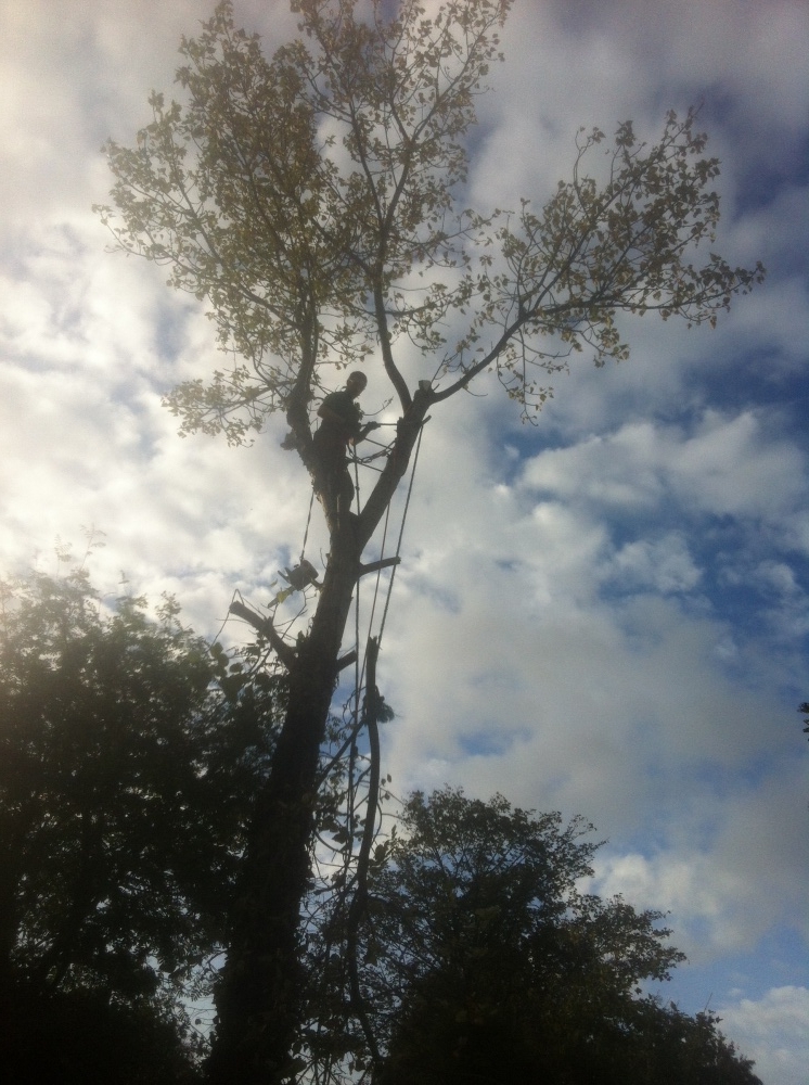 Rapid Tree Care Liverpool