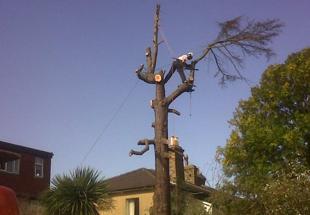 Stockport Tree Surgeon