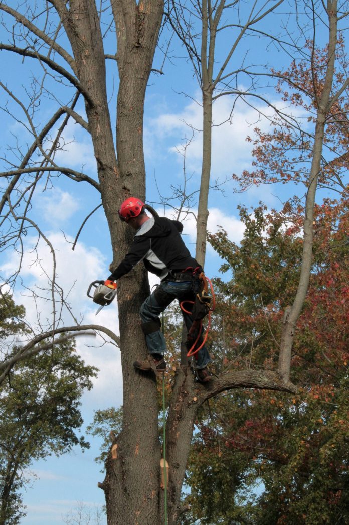 5 Best Tree Services in Newcastle