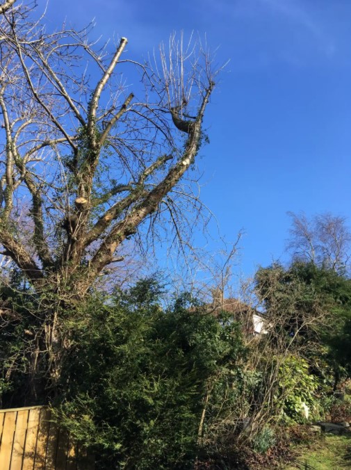 A Singleton and Son Tree Services