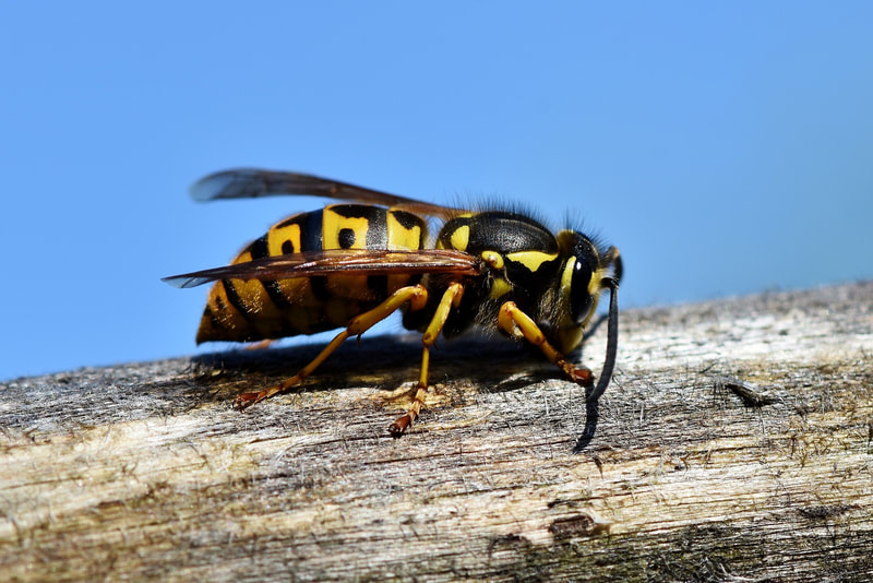 County Pest Control