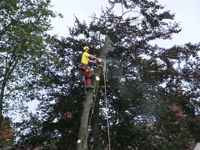 Jesmond Tree Surgeons Limited