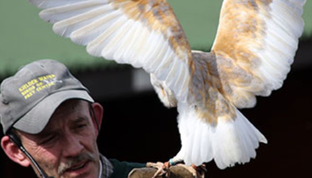 Kielder Water Bird Of Prey Centre