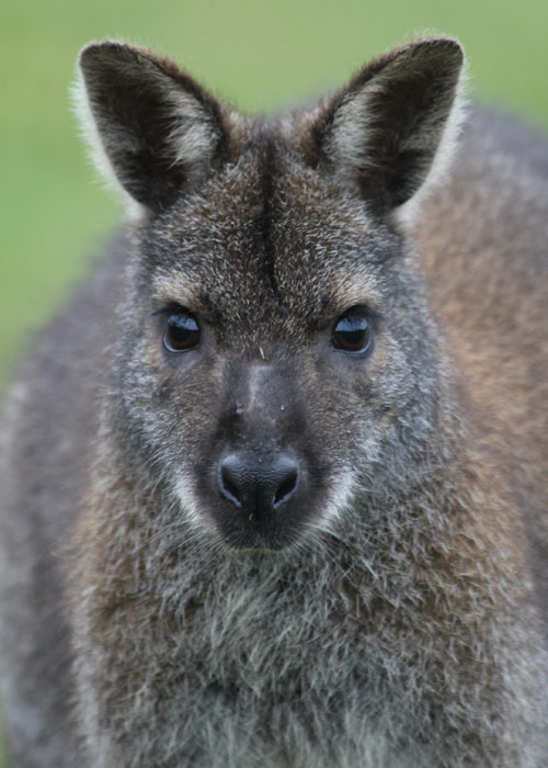 Northumberland Country Zoo