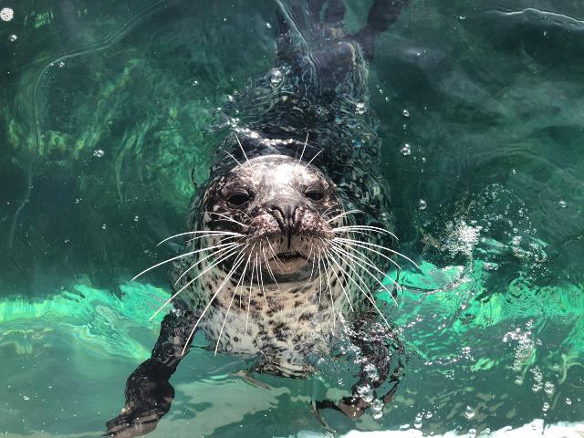 Tynemouth Aquarium