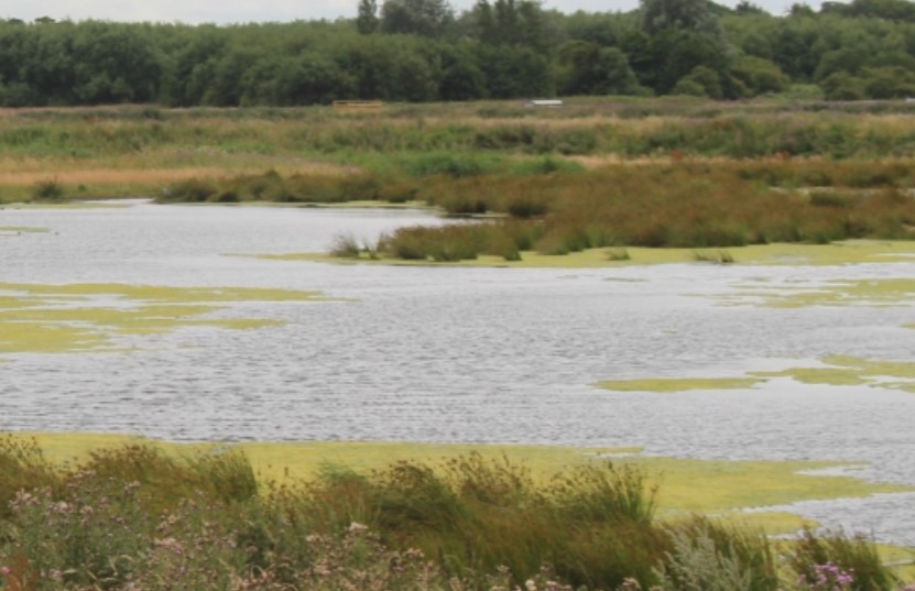 Lunt Meadows Nature Reserve