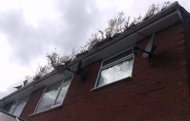 Star Gutter Cleaning & Repairs