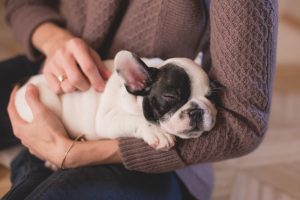 5 Best Doggy Day Care Centre in Newcastle