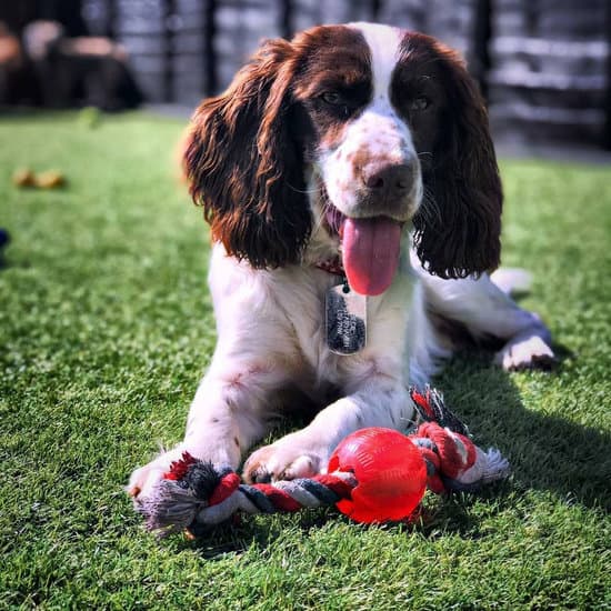 Precious Paws Doggy Day Care