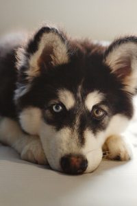 5 Best Pet Care Centre in Glasgow