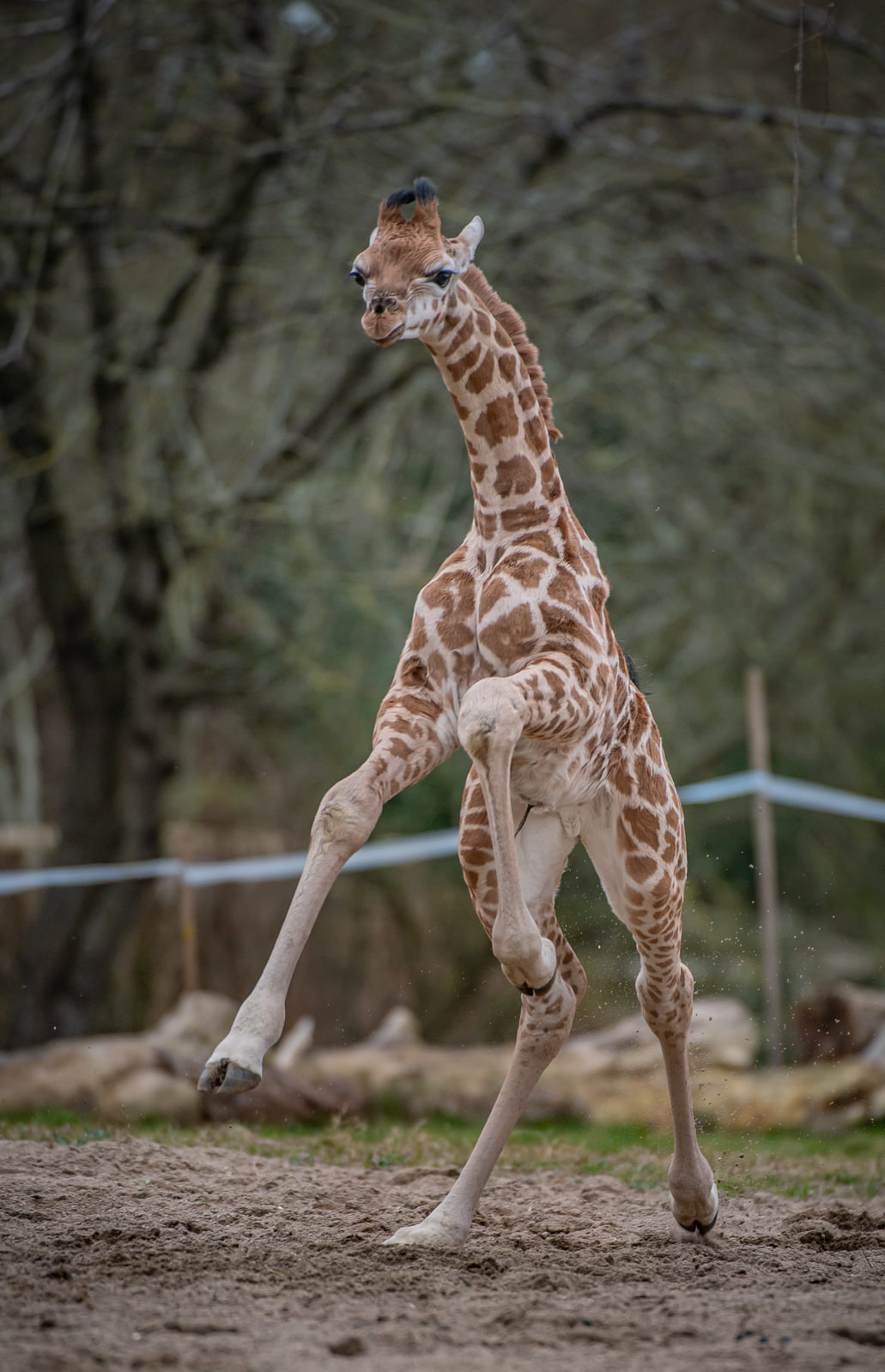 Chester Zoo