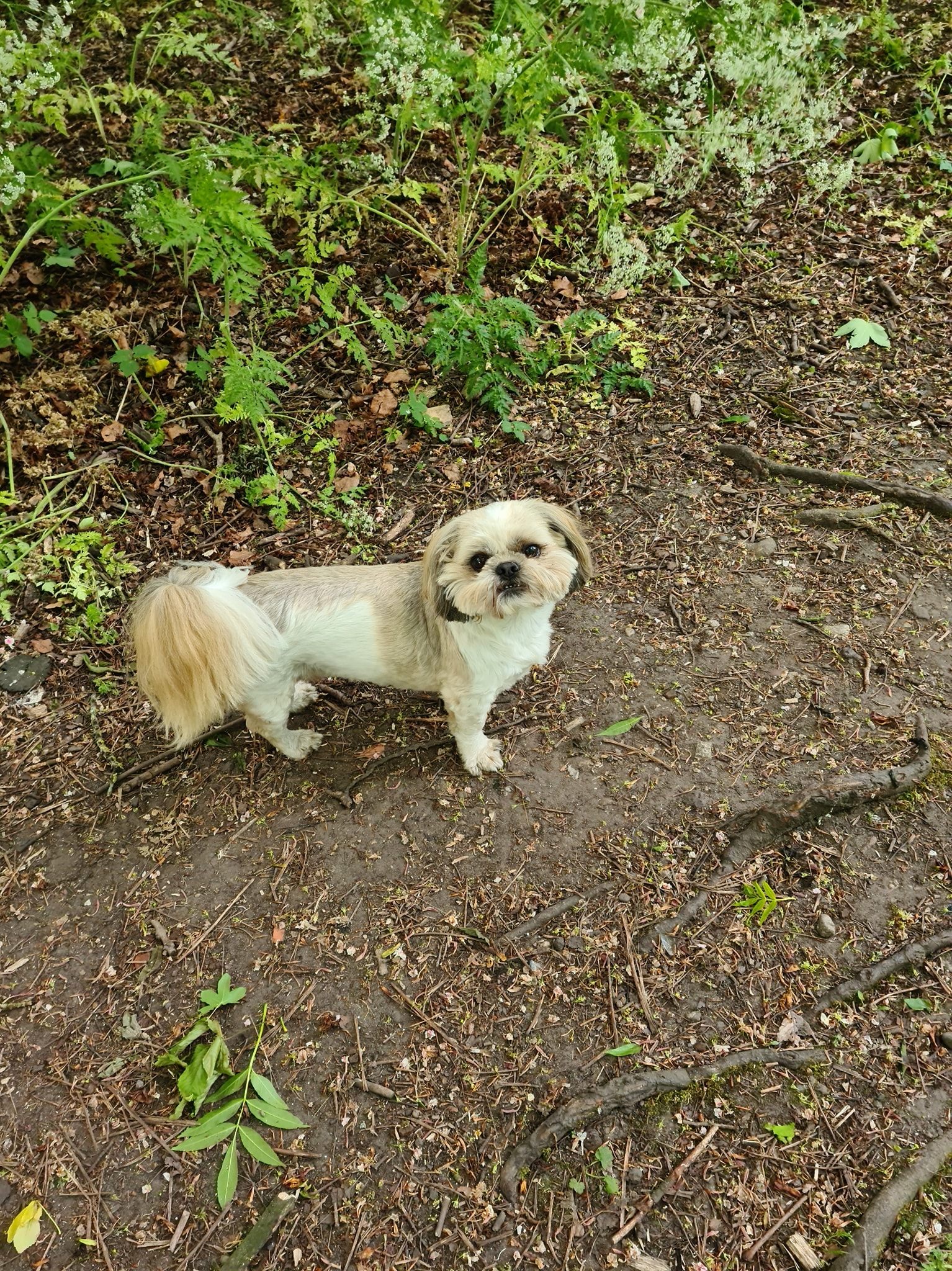 Sunnydays Dog Walking And Pet Sitting Service