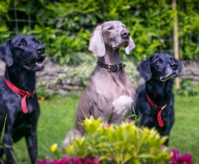 Wagging Tails Glasgow Dog Boarding