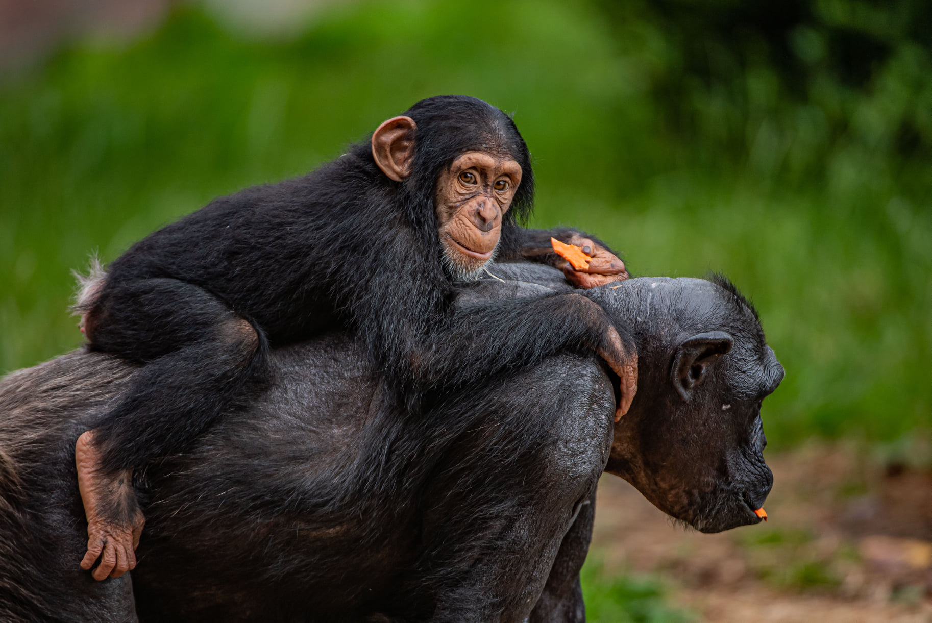 Chester Zoo