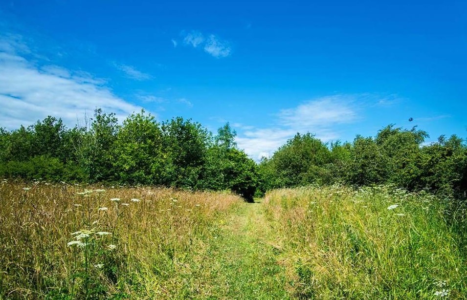 Hedley Hall Woods