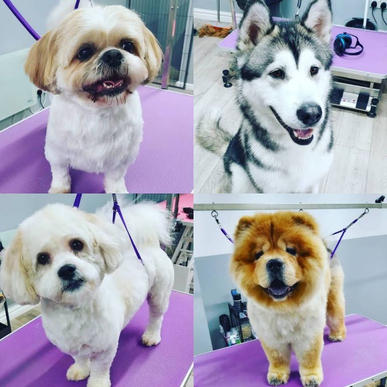 5 Best Dog Grooming in Liverpool