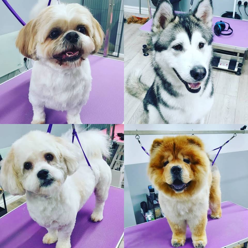 Howlywood Dog Groomers