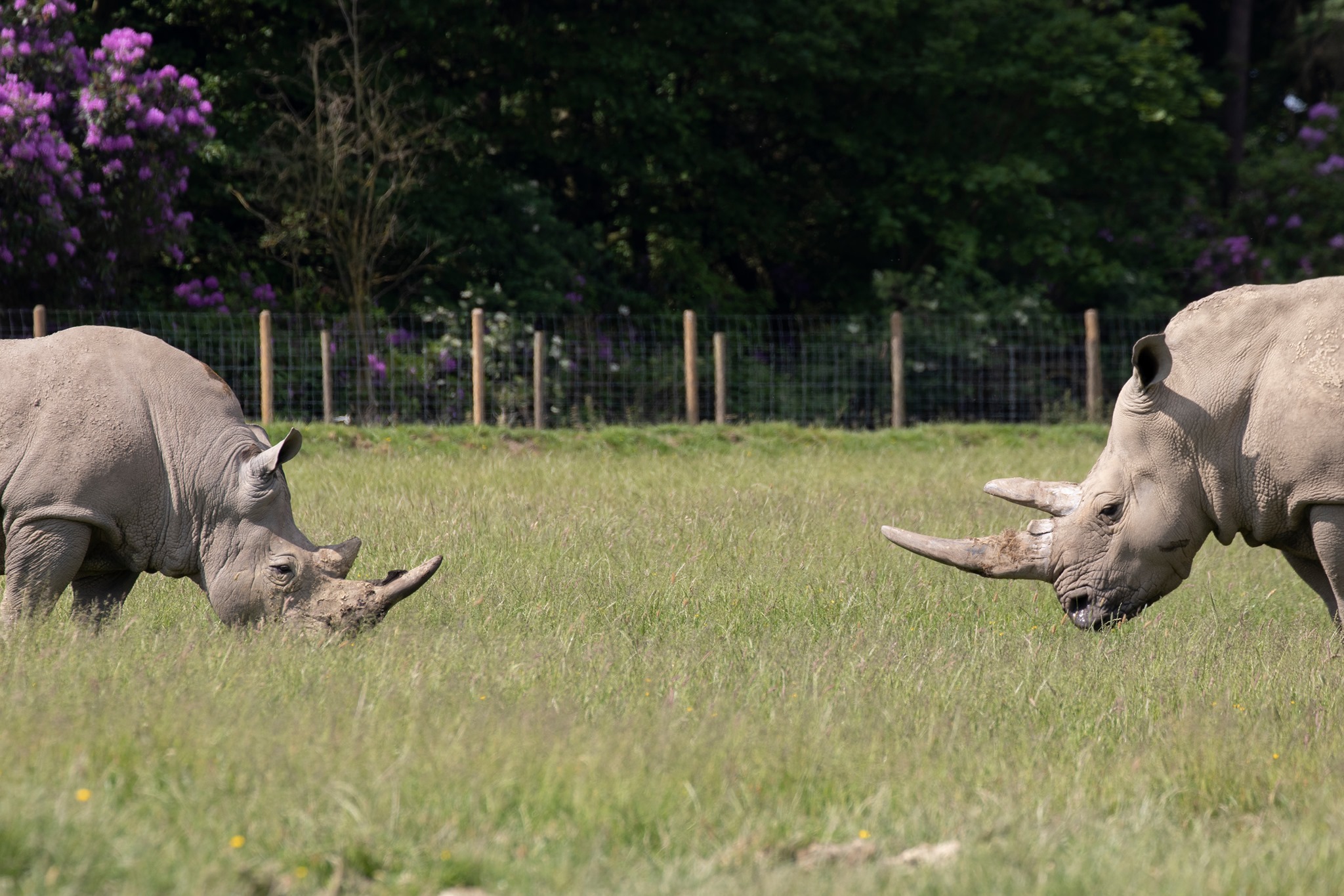 Knowsley Safari