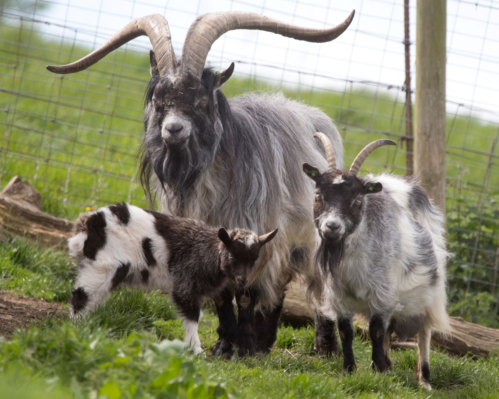 Welsh Mountain Zoo