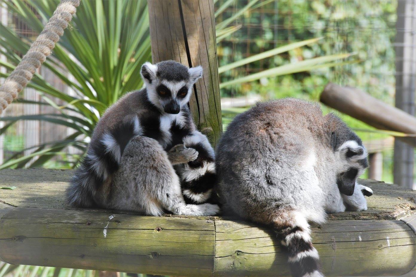 Battersea Park Children's Zoo