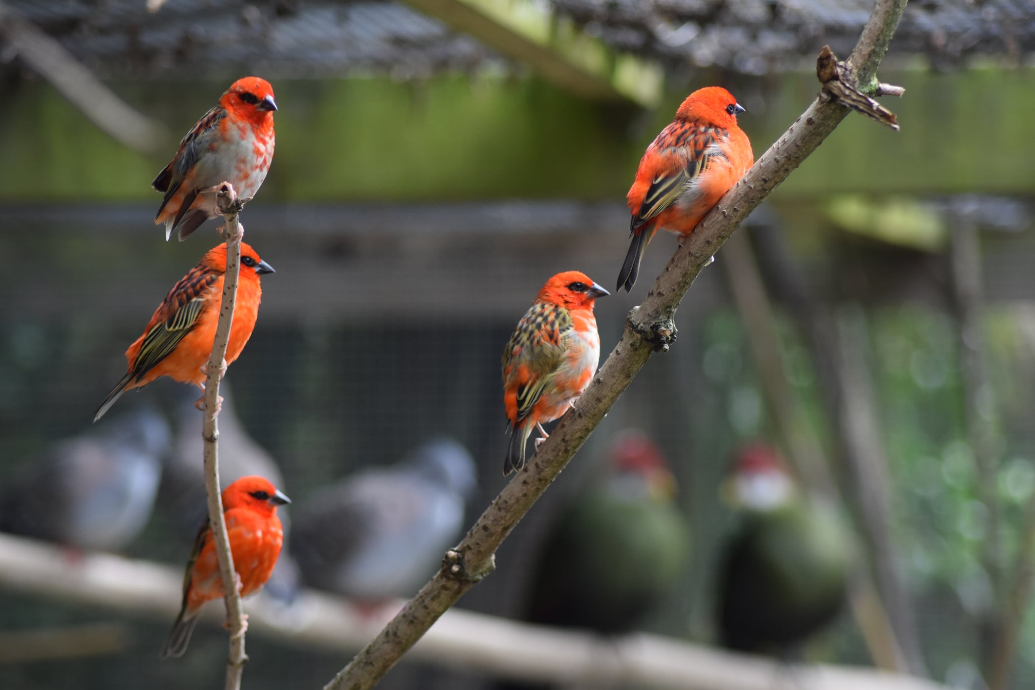 Hanwell Zoo