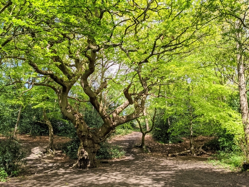 Moseley Bog